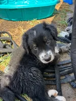 Penny, a female Australian Cattle Dog and Bernese Mountain Dog for sale in Madera, CA – 2 of 7