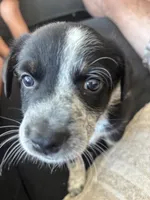 Phoebe , a female Australian Cattle Dog and Bernese Mountain Dog for sale in Madera, CA – 2 of 3