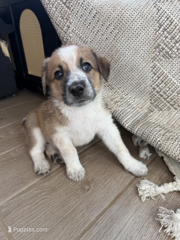 Donny  – Australian Cattle Dog, Bernese Mountain Dog puppy for sale in Madera, CA