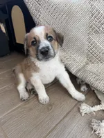 Donny , a male Australian Cattle Dog and Bernese Mountain Dog for sale in Madera, CA – 1 of 3