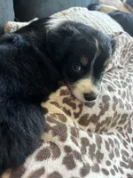 RJ, a male Australian Cattle Dog and Bernese Mountain Dog for sale in Madera, CA – 4 of 5