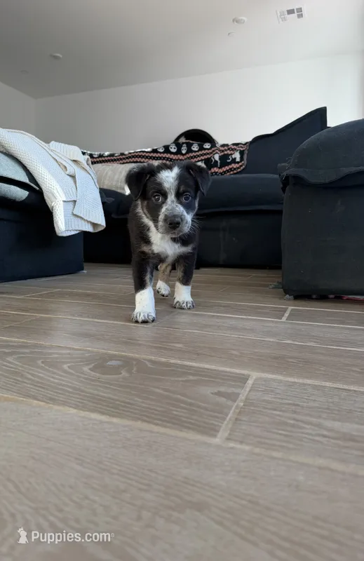 Samson – Australian Cattle Dog, Bernese Mountain Dog puppy for sale in Madera, CA