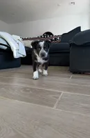Samson, a male Australian Cattle Dog and Bernese Mountain Dog for sale in Madera, CA – 1 of 3