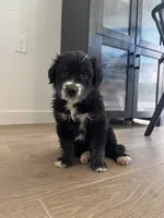 Penny, a female Australian Cattle Dog and Bernese Mountain Dog for sale in Madera, CA – 6 of 7