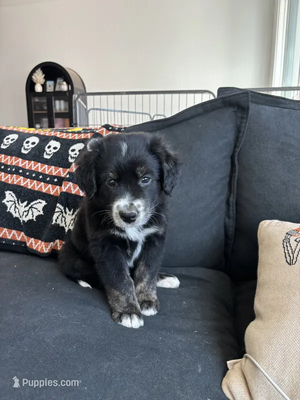 Penny – Australian Cattle Dog, Bernese Mountain Dog puppy for sale in Madera, CA