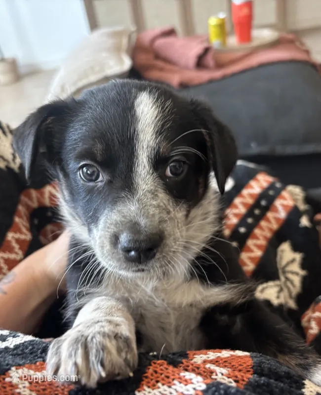 Phoebe  – Australian Cattle Dog, Bernese Mountain Dog puppy for sale in Madera, CA