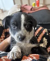 Phoebe , a female Australian Cattle Dog and Bernese Mountain Dog for sale in Madera, CA – 1 of 3