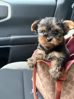 Roxie, a female Yorkshire Terrier for sale in Montgomery, AL – 1 of 2