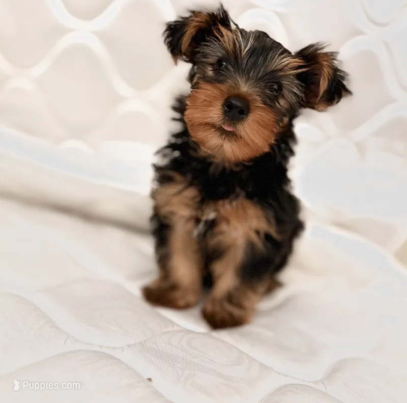 Ranni – Yorkshire Terrier puppy for sale in Montgomery, AL