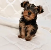 Ranni, a female Yorkshire Terrier for sale in Montgomery, AL – 1 of 2