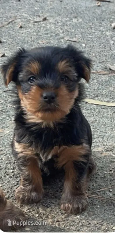 Fendi – Yorkshire Terrier puppy for sale in Montgomery, AL
