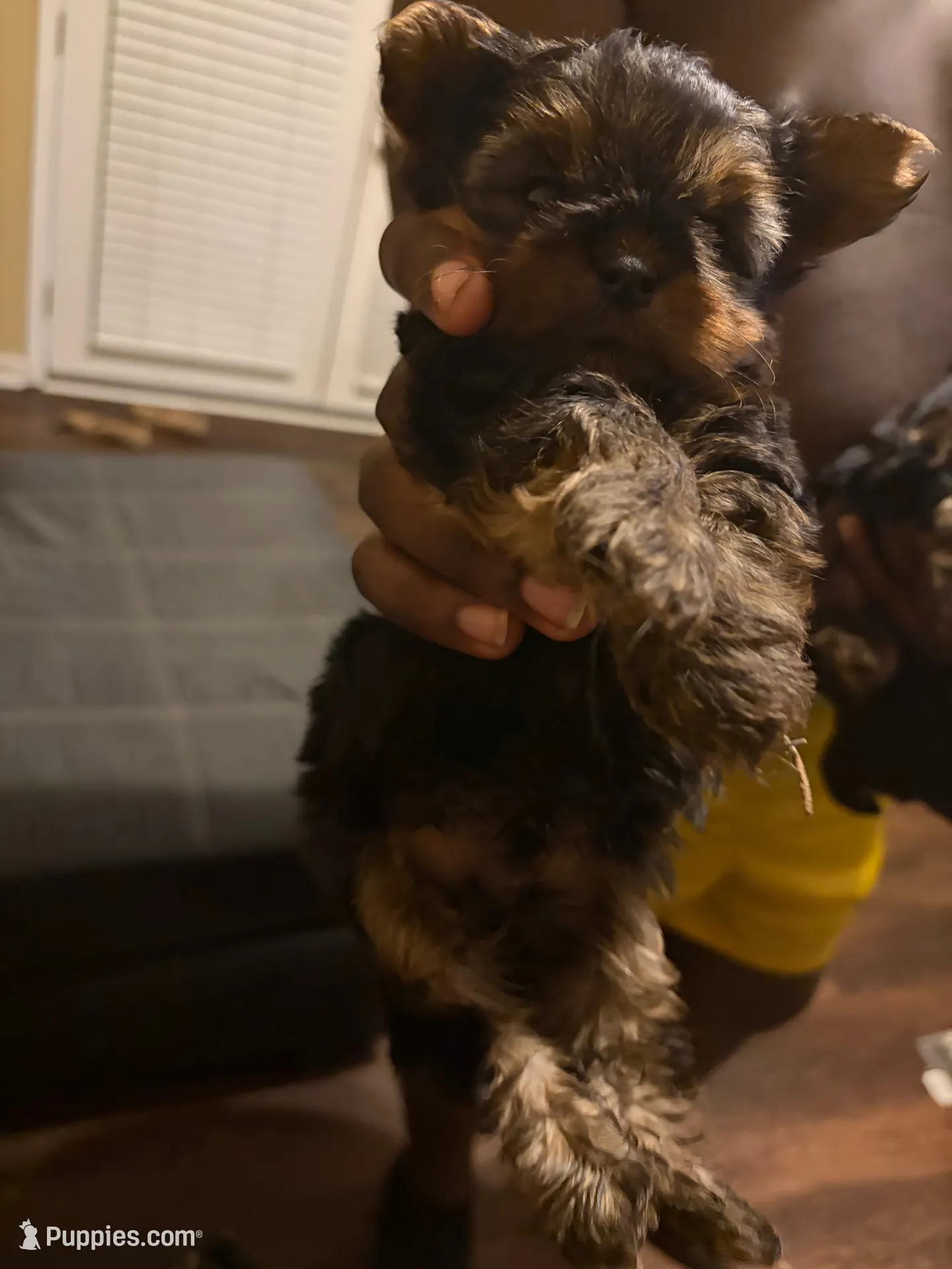 Roxie, a female Yorkshire Terrier for sale in Montgomery, AL – 2 of 2