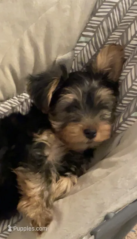 Chloe Chanel ( CiCi) – Yorkshire Terrier puppy for sale in Montgomery, AL