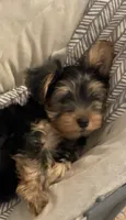 Chloe Chanel ( CiCi), a female Yorkshire Terrier for sale in Montgomery, AL – 1 of 2