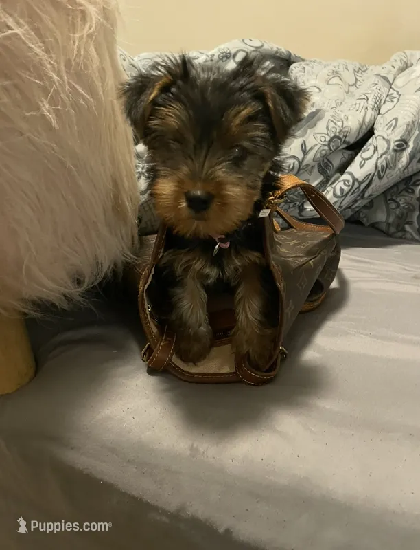 Louis  – Yorkshire Terrier puppy for sale in Montgomery, AL