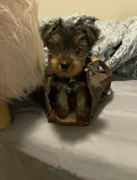 Louis , a male Yorkshire Terrier for sale in Montgomery, AL – 1 of 1