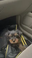 Fendi, a male Yorkshire Terrier for sale in Montgomery, AL – 2 of 2