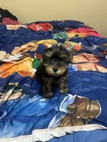 Chloe Chanel ( CiCi), a female Yorkshire Terrier for sale in Montgomery, AL – 2 of 2
