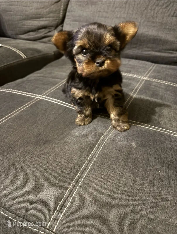 Rowan – Yorkshire Terrier puppy for sale in Montgomery, AL