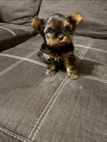 Rowan, a male Yorkshire Terrier for sale in Montgomery, AL – 1 of 2