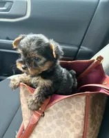 Rowan, a male Yorkshire Terrier for sale in Montgomery, AL – 2 of 2