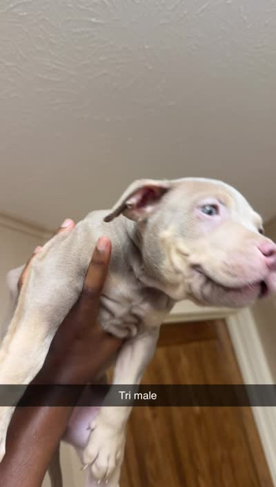 American bully , a male American Bully for sale in Dallas, TX – 1 of 4