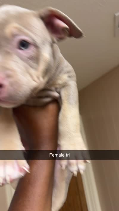 American bully , a male American Bully for sale in Dallas, TX – 2 of 4