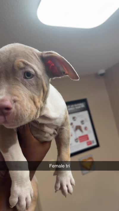 American bully , a male American Bully for sale in Dallas, TX – 3 of 4
