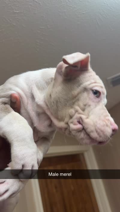 American bully , a male American Bully for sale in Dallas, TX – 4 of 4