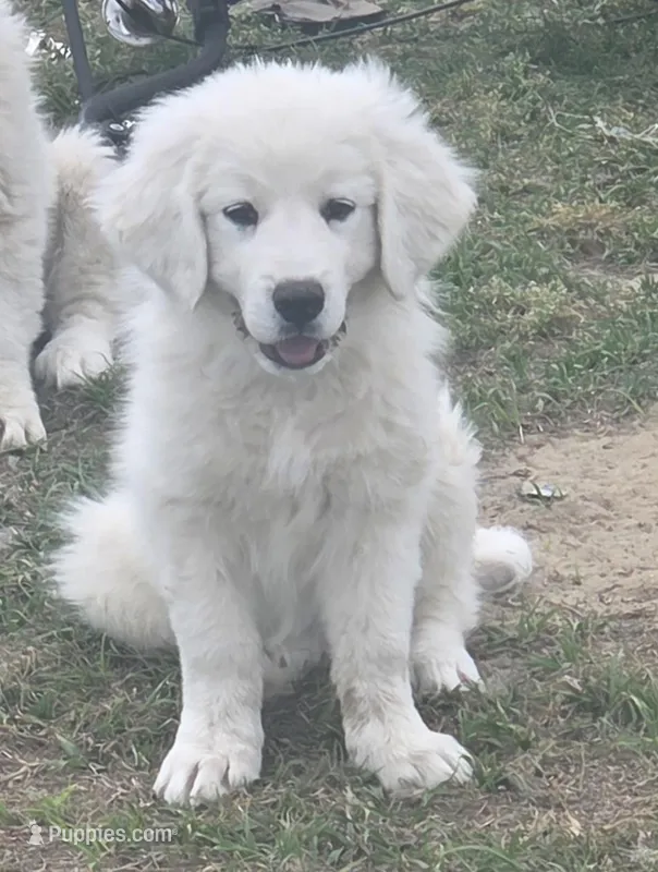 Francesca (Yellow) – Great Pyrenees puppy on hold in Seven Springs, NC