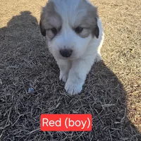 Anthony (Red), a male Great Pyrenees for sale in Seven Springs, NC – Photo 3 of 5