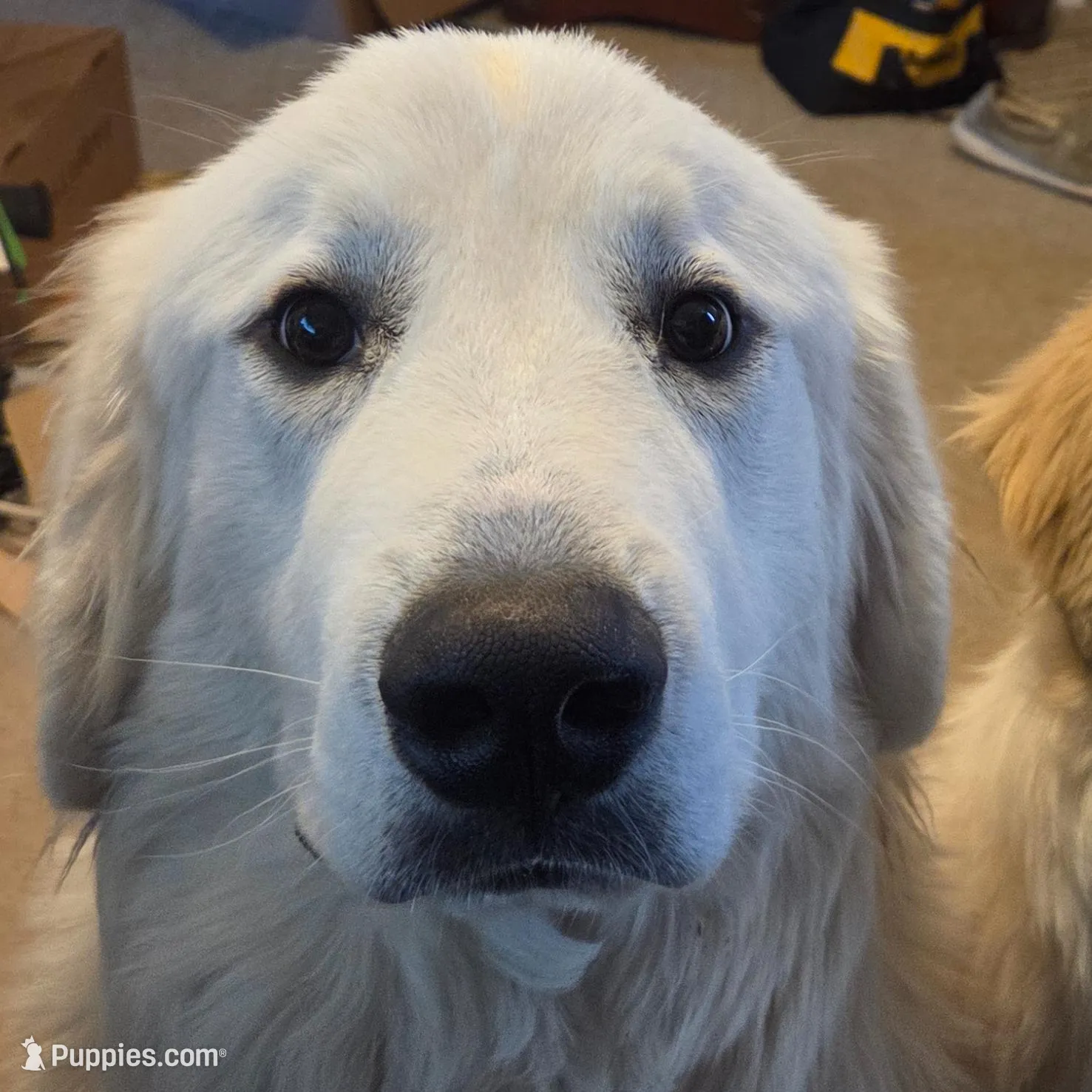 Anthony (Red), a male Great Pyrenees for sale in Seven Springs, NC – Photo 5 of 5