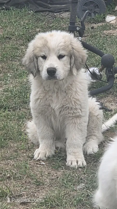 Anthony (Red) – Great Pyrenees puppy on hold in Seven Springs, NC