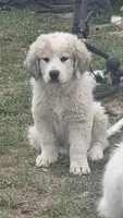 Anthony (Red), a male Great Pyrenees for sale in Seven Springs, NC – Photo 1 of 5
