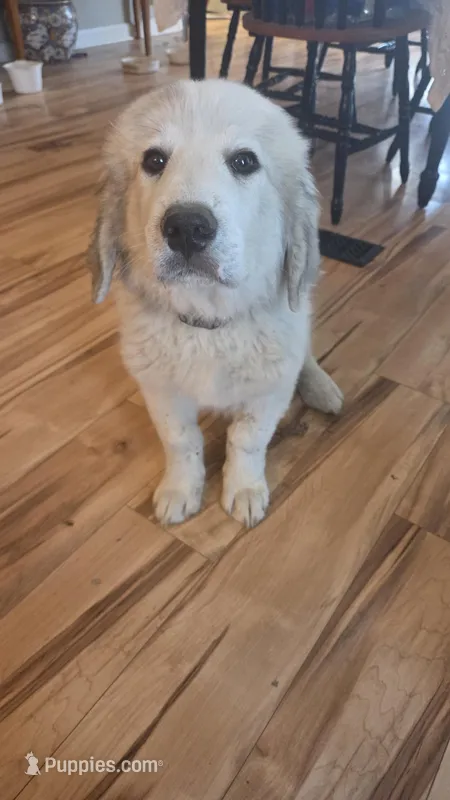 Anthony (Red) – Great Pyrenees puppy for sale in Seven Springs, NC