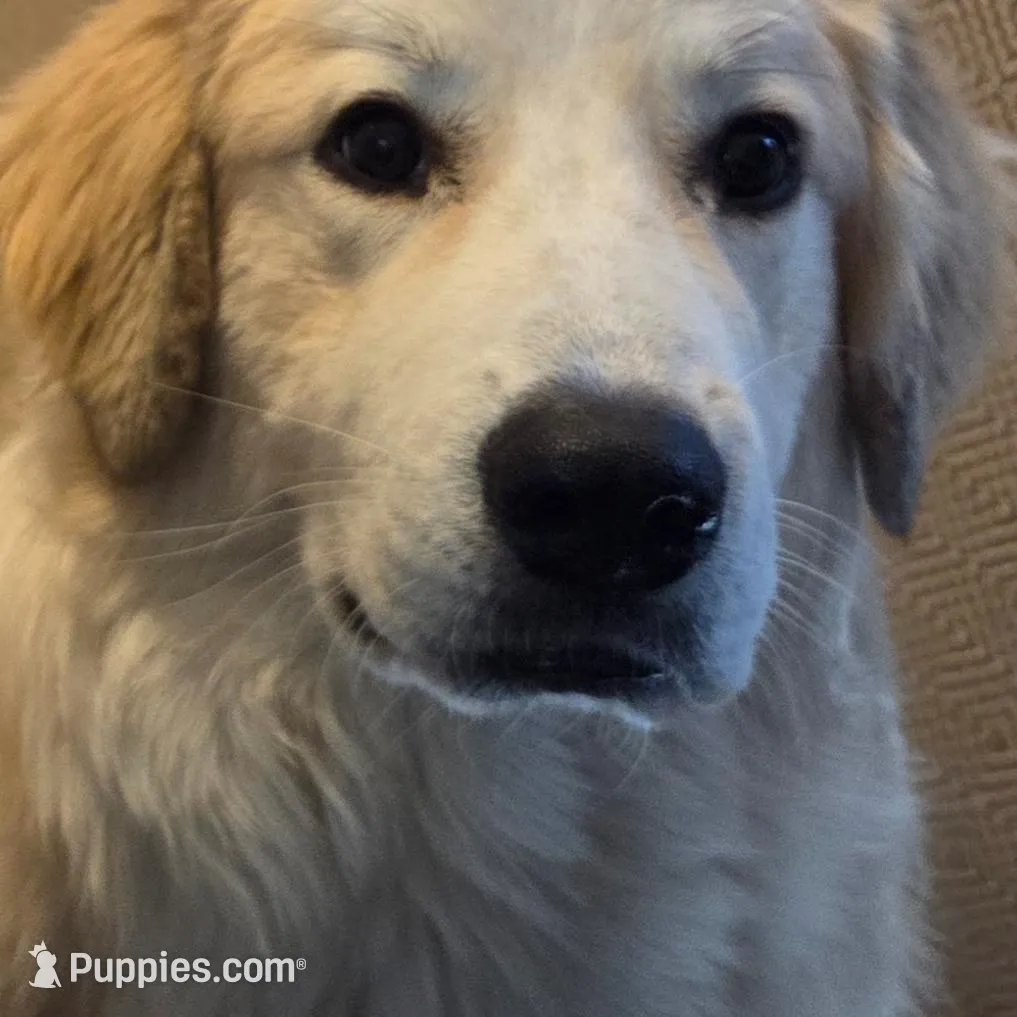 Anthony (Red), a male Great Pyrenees for sale in Seven Springs, NC – Photo 4 of 5