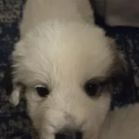 Colin (Green), a male Great Pyrenees for sale in Seven Springs, NC – Photo 4 of 5
