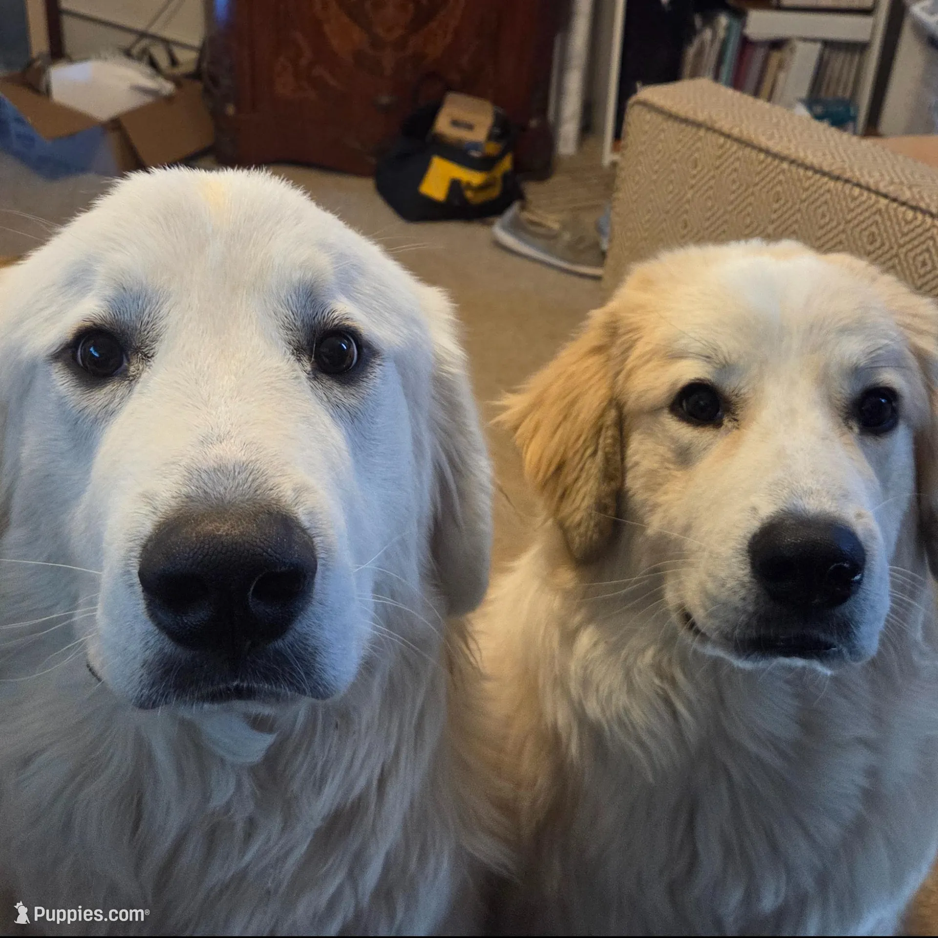 Colin (Green), a male Great Pyrenees for sale in Seven Springs, NC – Photo 5 of 5