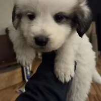 Colin (Green), a male Great Pyrenees for sale in Seven Springs, NC – Photo 2 of 5