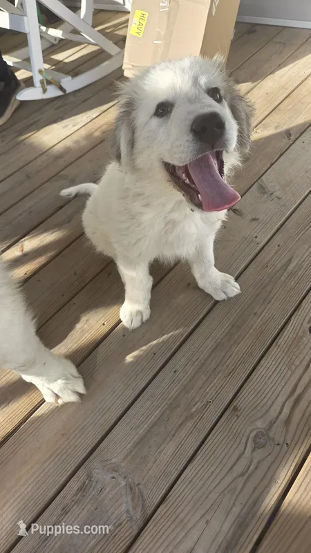 Colin (Green) – Great Pyrenees puppy for sale in Seven Springs, NC
