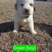 Colin (Green), a male Great Pyrenees for sale in Seven Springs, NC – Photo 3 of 5