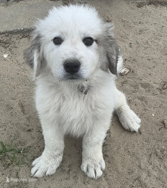 Colin (Green) – Great Pyrenees puppy for sale in Seven Springs, NC