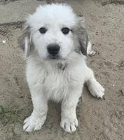 Colin (Green), a male Great Pyrenees for sale in Seven Springs, NC – Photo 1 of 5