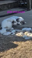 Hyacinth (Pink), a male Great Pyrenees for sale in Seven Springs, NC – Photo 1 of 3