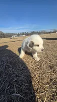Hyacinth (Pink), a male Great Pyrenees for sale in Seven Springs, NC – Photo 3 of 3