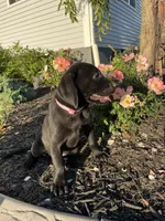 Autumn , a female Labrador Retriever for sale in Nappanee, IN – 2 of 3