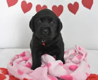 Cupid , a male Labrador Retriever for sale in Nappanee, IN – Photo 1 of 2