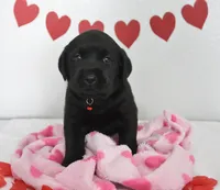 Cupid , a male Labrador Retriever for sale in Nappanee, IN – Photo 2 of 2