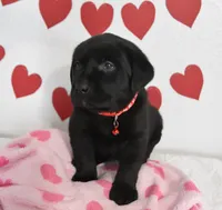 Romeo , a female Labrador Retriever for sale in Nappanee, IN – Photo 2 of 5