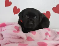 Romeo , a female Labrador Retriever for sale in Nappanee, IN – Photo 5 of 5